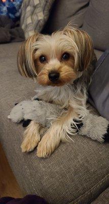 Yorkie after a haircut at Uptown Hound.