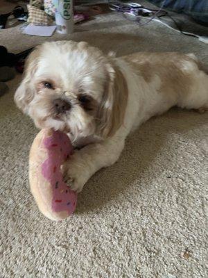 Brady approves of the donut dog toy that I got @ Reny's!!