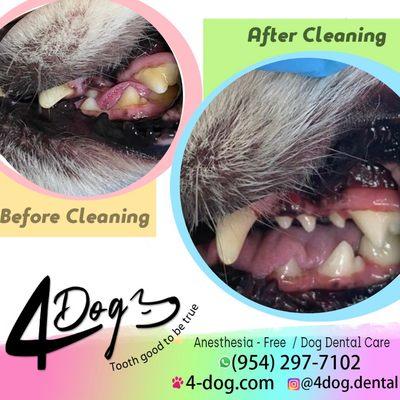 Before and after - Mobile- Anesthesia Free dog dental 
(954)297-7102