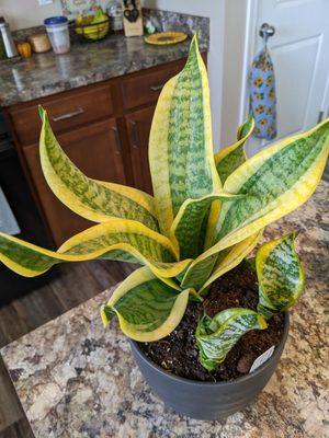 Twisted Sister Snake Plant