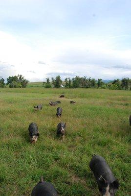 Pastured Berkshire Pigs on Shiloh Valley Family Farm, Sheridan, WY