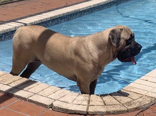 My precious English Mastiff Lucy