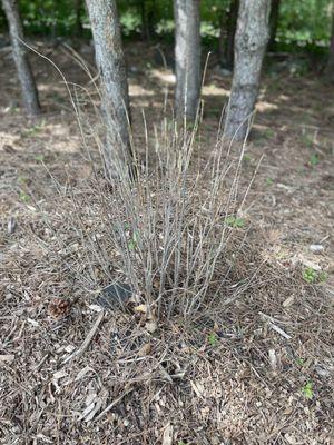 Viburnum Bush