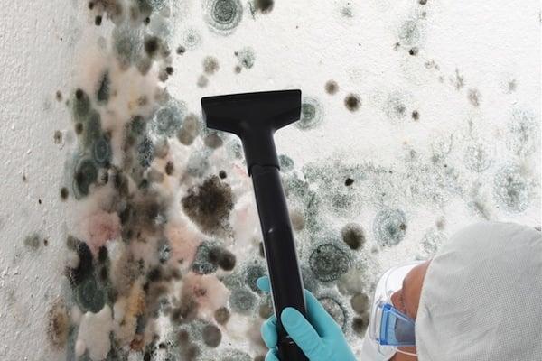 Mold Removal