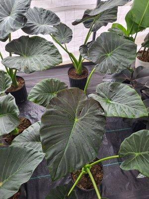 Alocasia regal shield