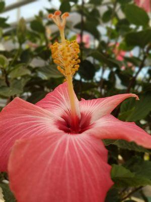 Tropical Hibiscus