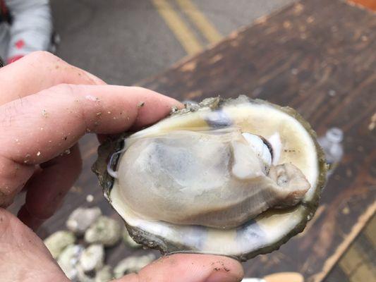 South Carolina Oyster Roast