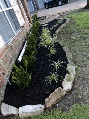 Boxwood , variegated liriope and black mulch