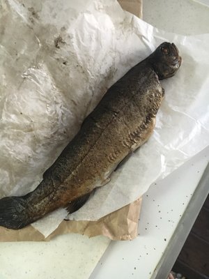 One smoked trout