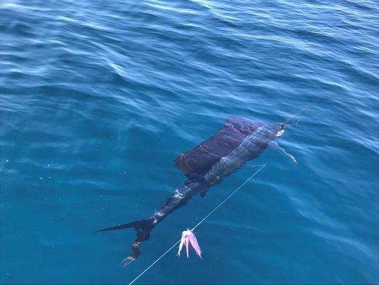 Sailfish Deerfield Beach, Fl