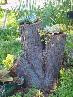 Log arrangements provide rustic charm.