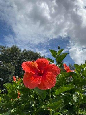 Goney's Nursery and Landscaping