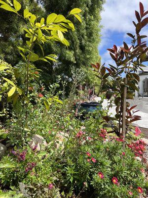 Lush flower garden with exotic fruit trees in La Jolla