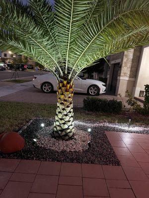 Palm tree installation and illumination