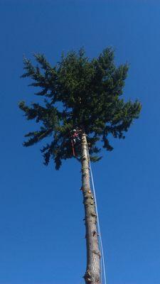 Oliver's Tree Service