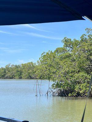 Mangroves! So cool!