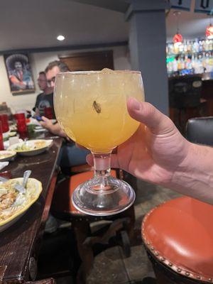 Roach in a margarita?!