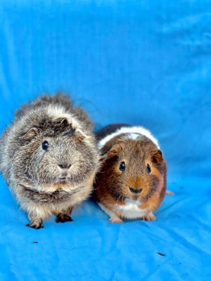 Los Angeles Guinea Pig Rescue