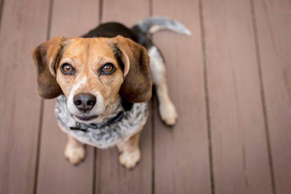 Olive Branch Dog Boarding And Daycare