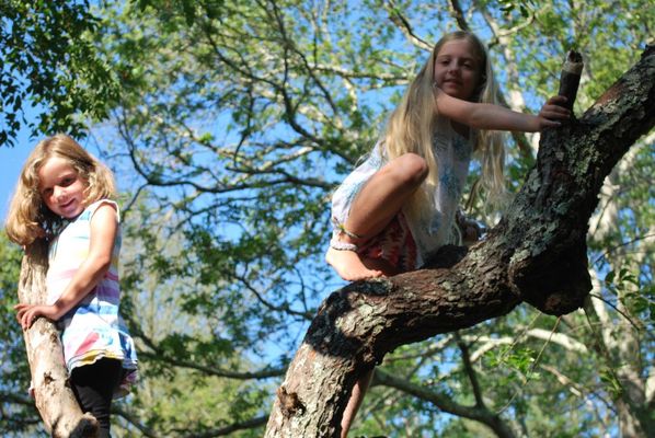 Climbing trees