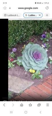 Seasonal plantings  here is a purple cabbage