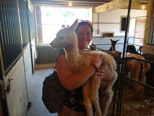 Holding a 5 day old cria!