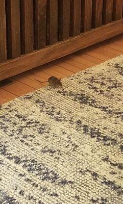 Mouse in my house after TWO visits from Rainbow.