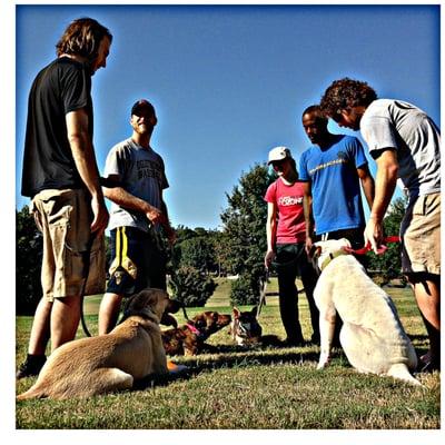 Majors Academy Dog Training and Rehabilitation