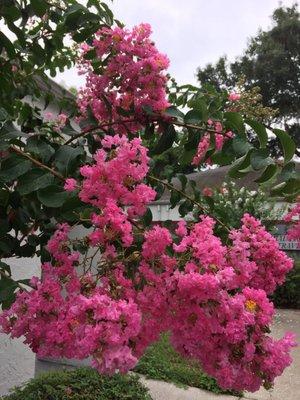 Crepe Myrtle is Gorgeously Blooming in Brandon!