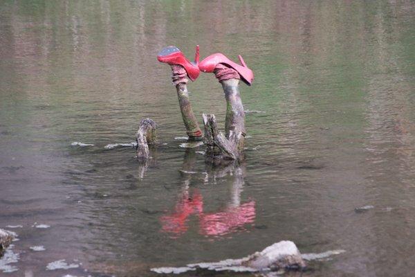 In the pond