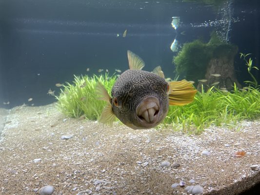 Murphy the puffer