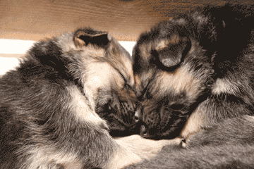 Jorja (left) and Hemi, born in October, 2012, shown here just before Christmas, shortly before they went to loving families.