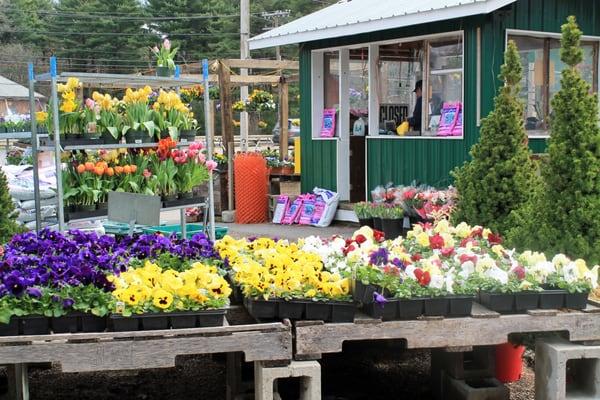 Village Green Nurseries - Norwood in the Spring.