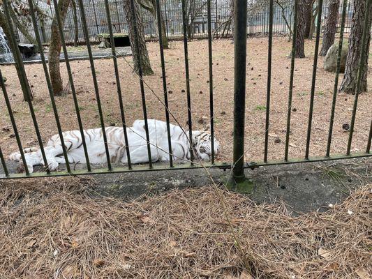 Popcorn Park Zoo took in this blind tiger when nobody else would