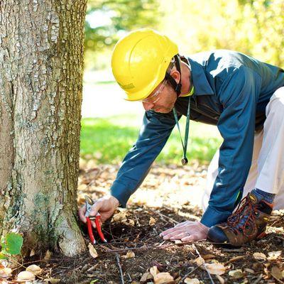 Bartlett Tree Experts - Brookline