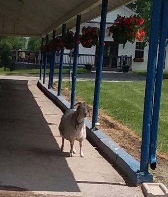 Guard Goat