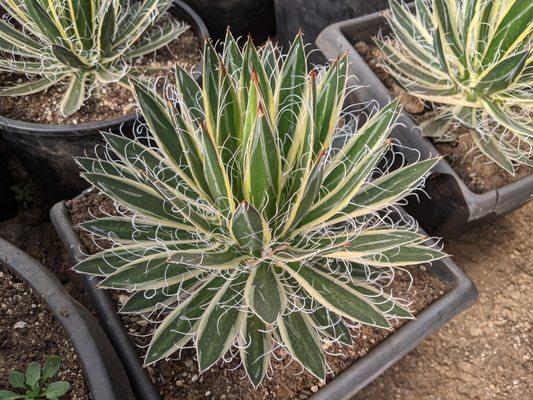 Agave 'Queen of the White Thread'