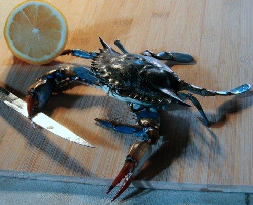 live blue crab
(bad boy stole our knife )