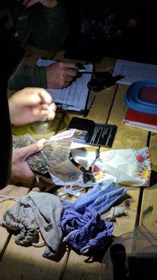 Owl banding.  Sorry for the bad pic, but it was taken at night with no flash (would scare the owl).