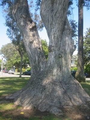 the climbing tree