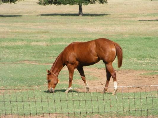 Fossil Gate Farms