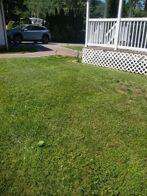 Finished lawn