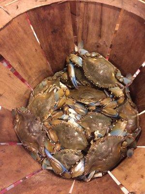 Basket of live crabs.   Can't get any fresher