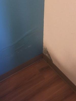 Moldy corner