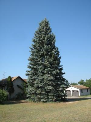 Do you have room for this tree in your house or yard ?