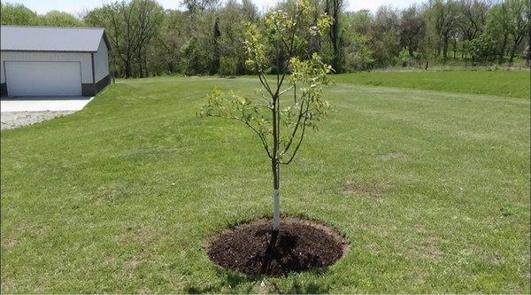 Tree Planting