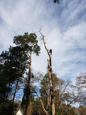 We have a tree climber on staff for those hard to get to trees