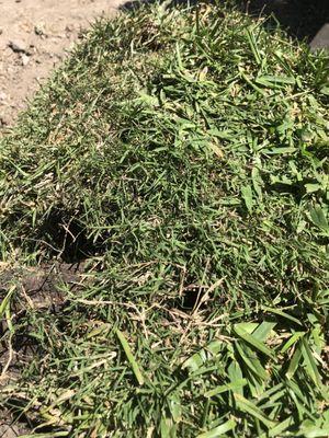 Bermuda grass mixed into my St Augustine sod. This is unacceptable quality.