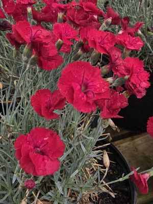 Dianthus