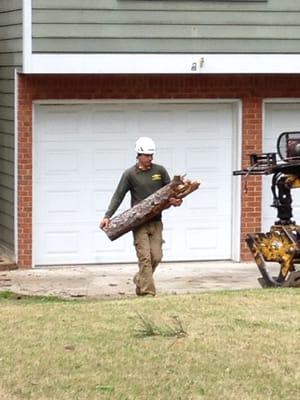 Tree Removal - Storm Damage